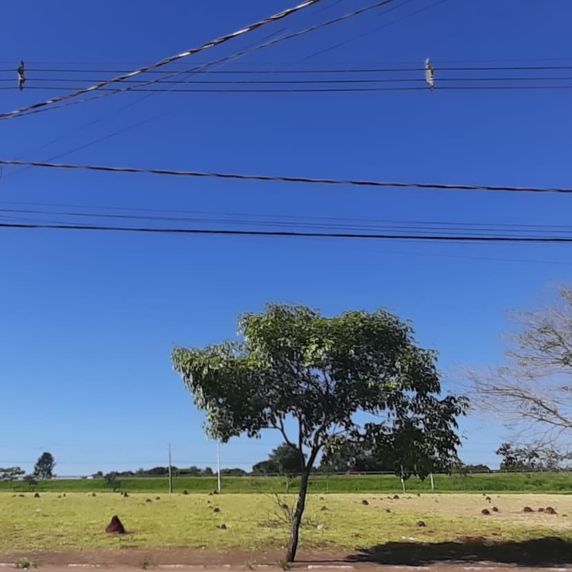Trabalho de jardineiro por AULO