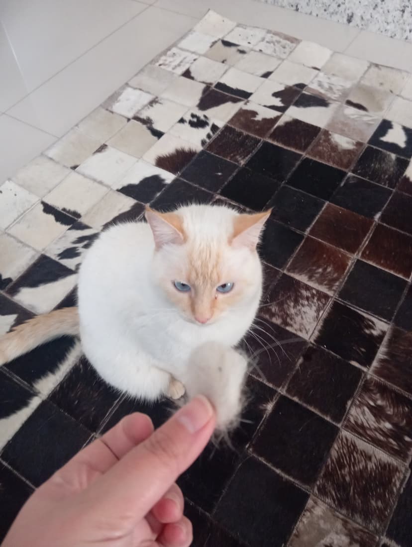 Trabalho de pet sitter por Senhorita