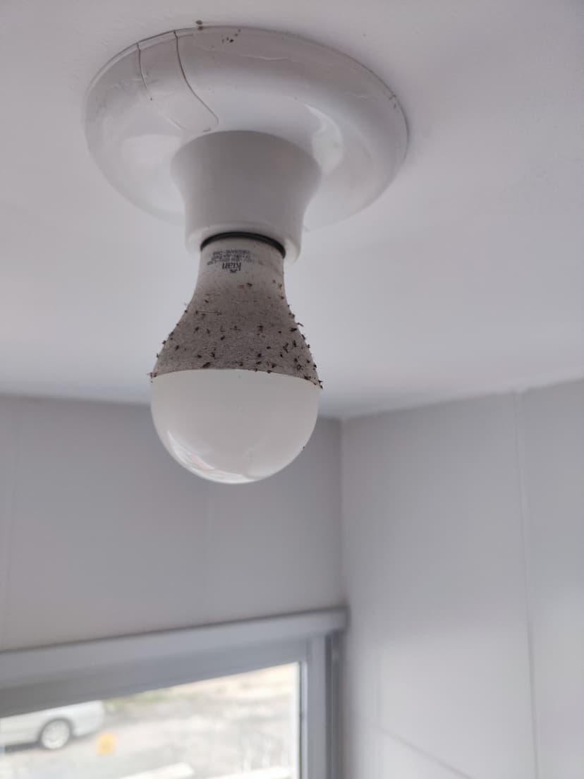 Trabalho de diarista por Andresa