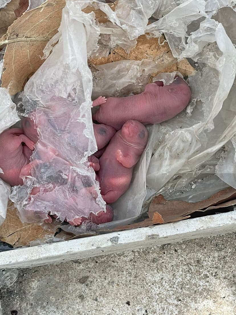 Trabalho de dedetizadora por Denac Dedetizadora