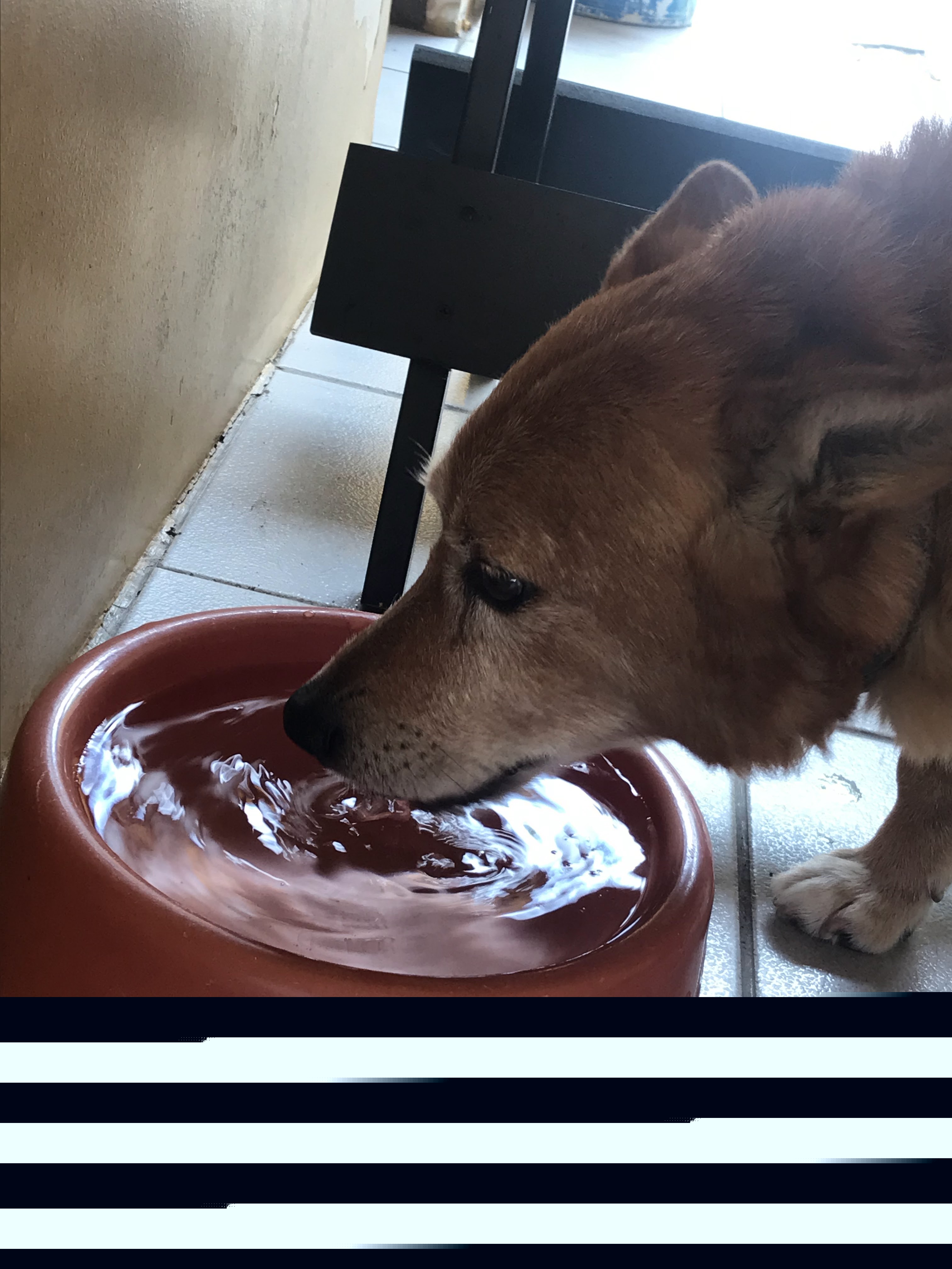 Trabalho de pet sitter por Senhorita