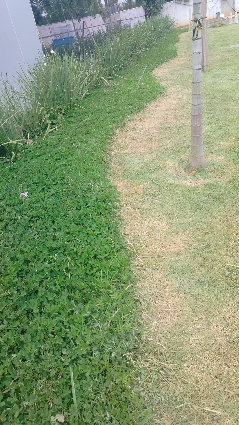 Trabalho de jardineiro por Lucas jardinagem