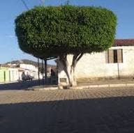 Trabalho de paisagista por Kotai Jardinagem