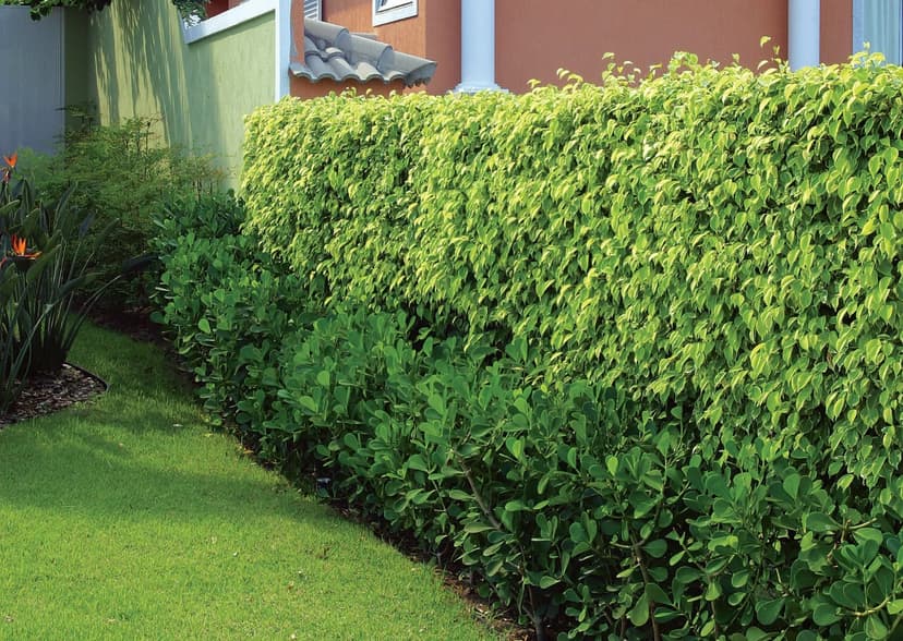 Trabalho de paisagista por Kotai Jardinagem