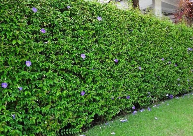 Trabalho de paisagista por Kotai Jardinagem