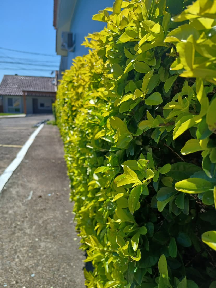 Trabalho de jardineiro por AL Jardinagem